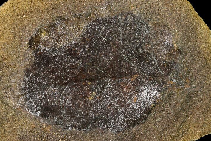 Cretaceous Fossil Leaf (Viburnum) - Kansas #136442